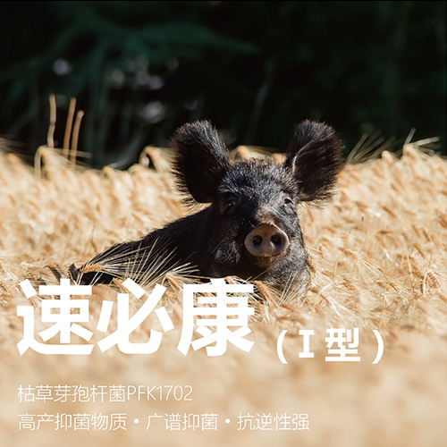 速必康（I型）